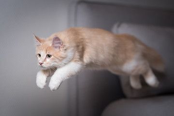 cream tabby maine coon kitten jumping over the couch