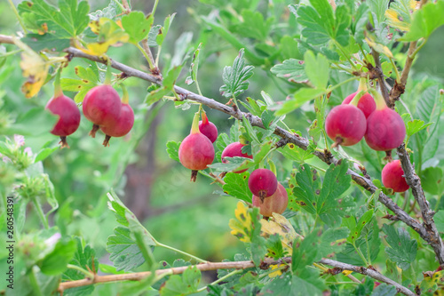 Ripe red gooseberry on branch at garden in summer