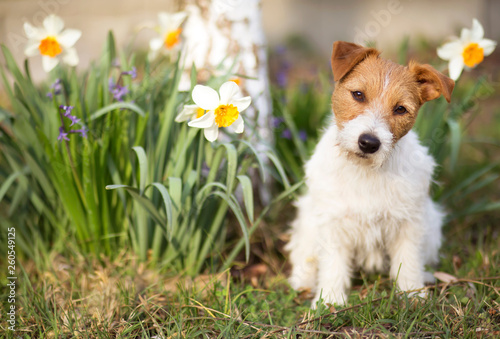 Funny cute jack russell pet dog puppy sitting with daffodil Easter flowers in spring