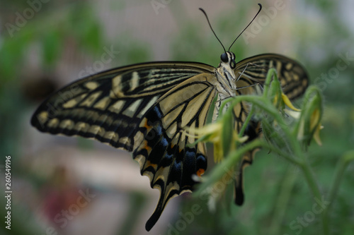 Swallowtail butterfly © 宗俊 高村