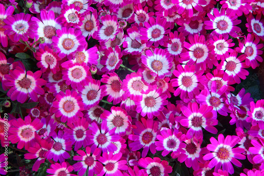 background with pink flowers background with pink flowers