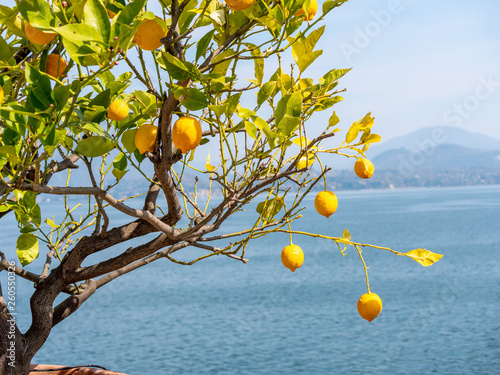 Image of yellow lemon hanging in the air. isolated