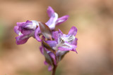 Hollowroot, Corydalis cava. Corydalis cava, violet spring flowers of corydalis, macro, close-up. Purple corydalis flowers in forest on early spring 