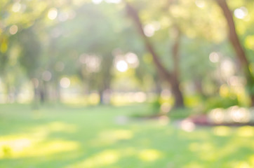abstract bio green blur nature background trees lush foliage in the park at morning with sunlight.