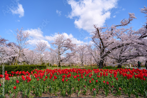 Wallpaper Mural 桜とチューリップ Torontodigital.ca