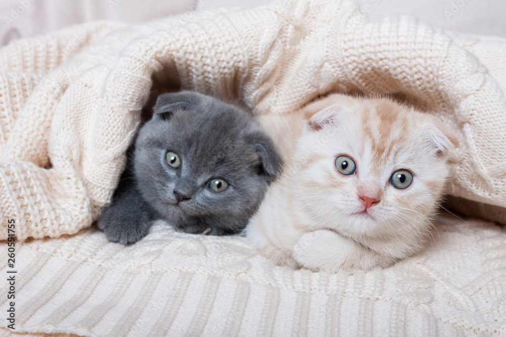 British lop-eared kittens. British lop-eared kittens.