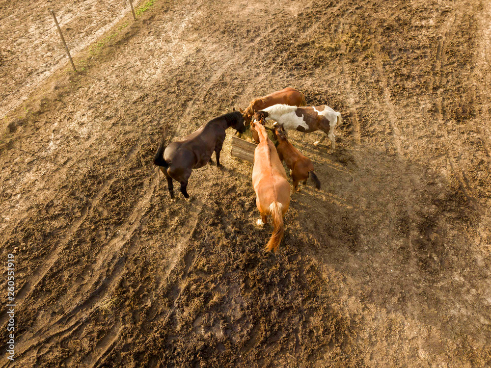 Aerial view from the drone of farm horses grazing and walking on a summer day