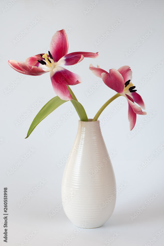 Tulpen Tulpen
