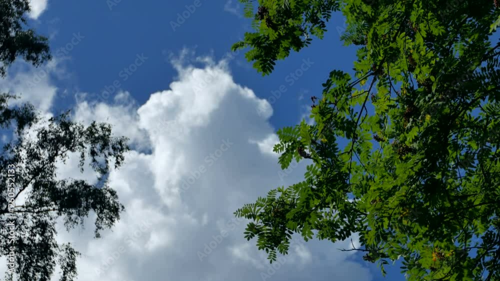 A beautiful tree with spring-green life foliage basking in radiant sunlight.