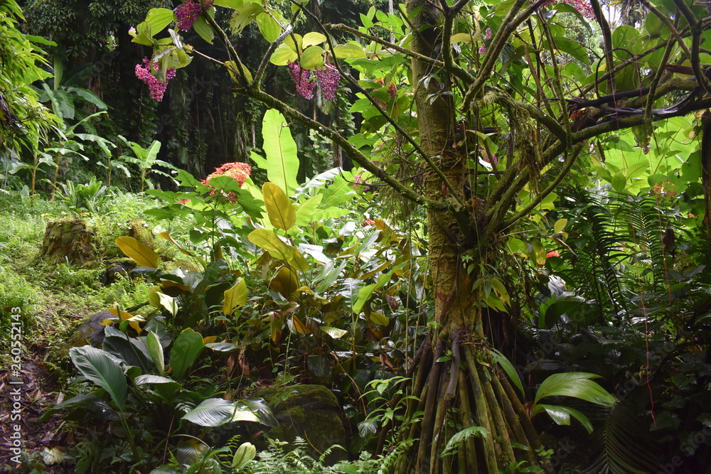 Blooming Plants in Jungle surrounded by green foliage after a light summer rain Blooming Plants in Jungle surrounded by green foliage after a light summer rain