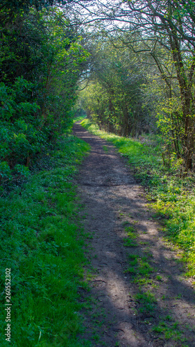 Country Path heading off into the distance