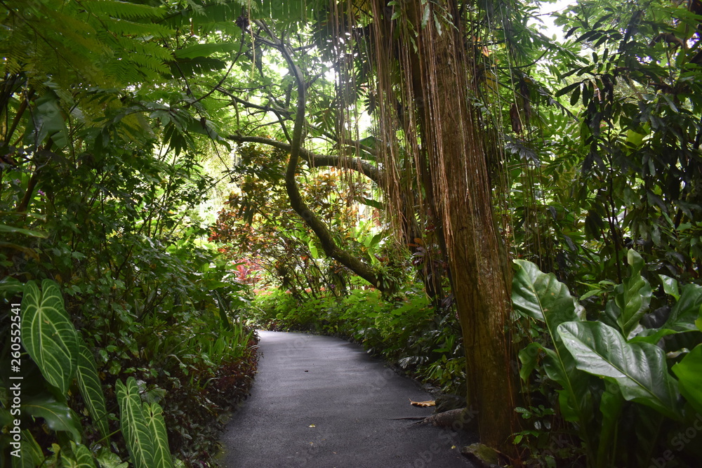 Blooming Plants in Jungle surrounded by green foliage after a light summer rain Blooming Plants in Jungle surrounded by green foliage after a light summer rain