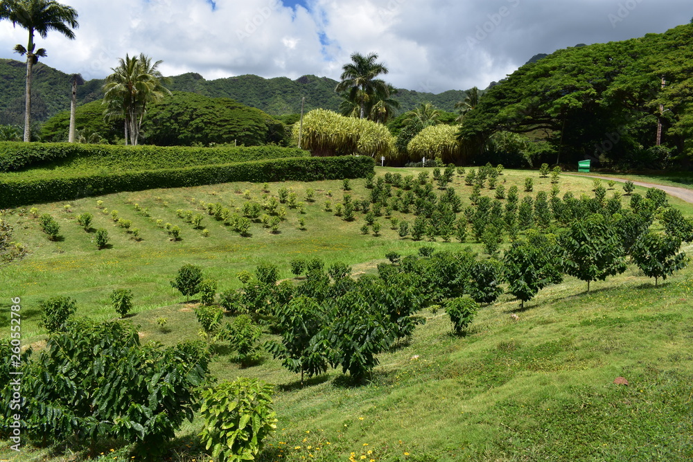 Tropical Garden in Hawaii Plants growing in a lush field laid out in order