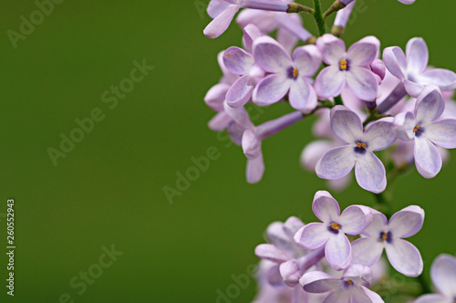 Delicate flowers of lilac. Spring.