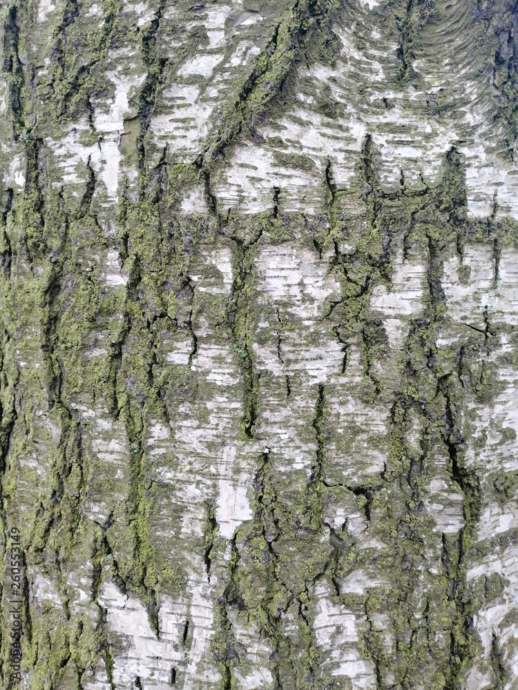 Obraz premium birch bark surface pattern 