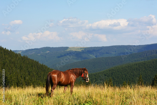  Hutsul horse © vystoropska