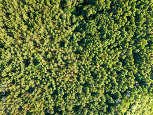 Forest trees. Aerial view from the drone of a green forest on a sunny summer day. Top view