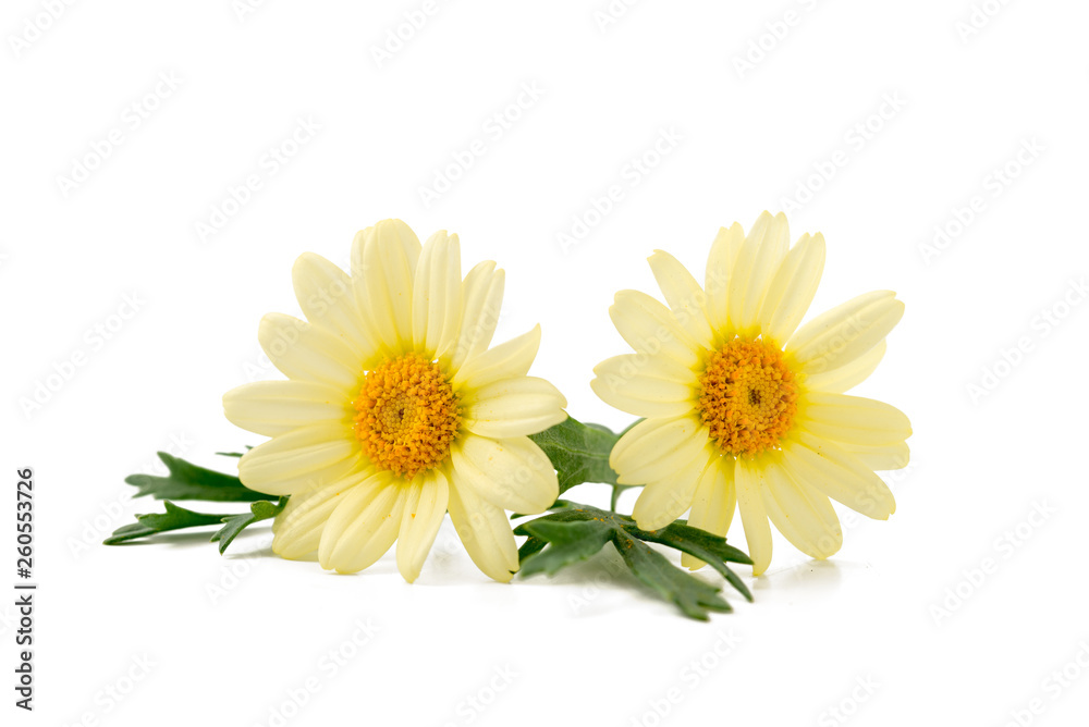 Fototapeta premium Gelbe Strauchmargerite