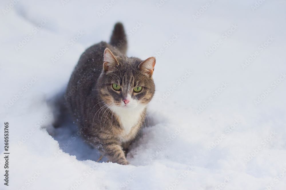  green-eyed cat in snow