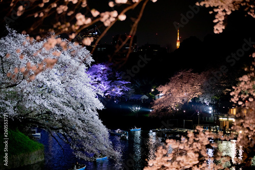 千鳥ヶ淵の桜並木のライトアップと東京タワー