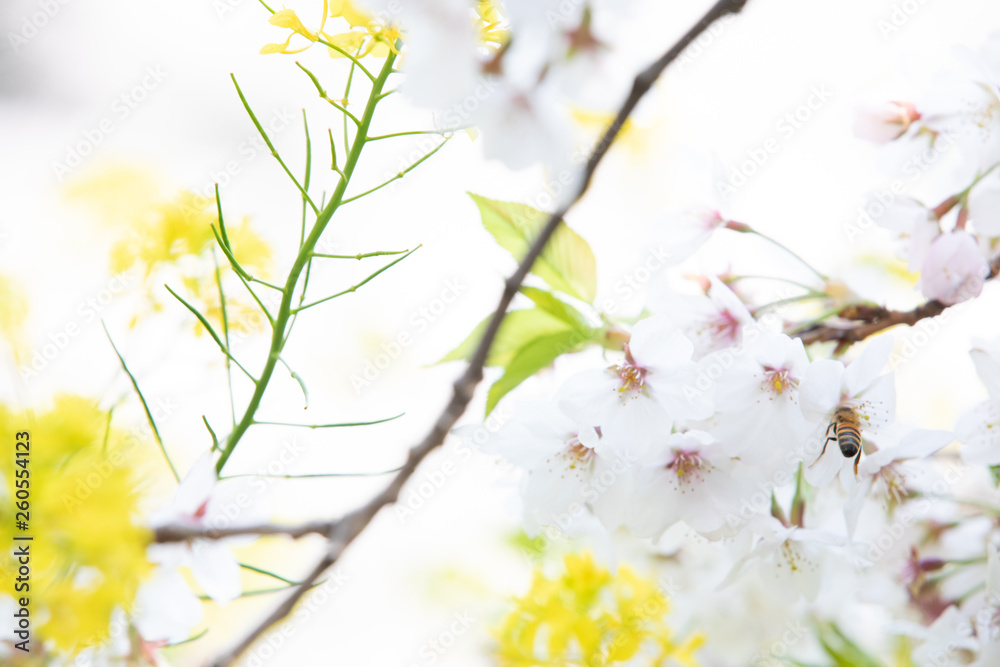 千鳥ヶ淵の桜と蜜蜂 千鳥ヶ淵の桜と蜜蜂