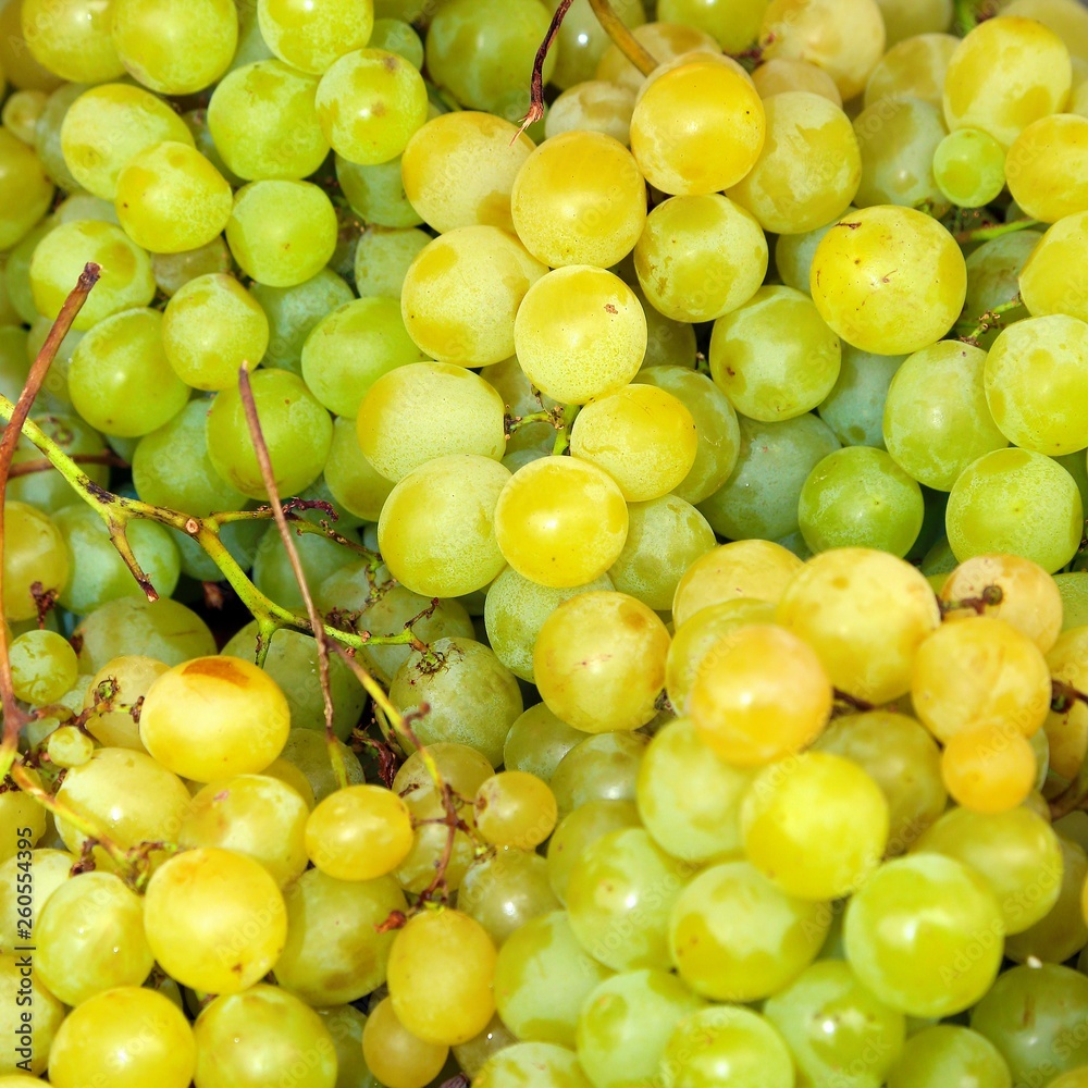 bunch of grapes just harvested bunch of grapes just harvested