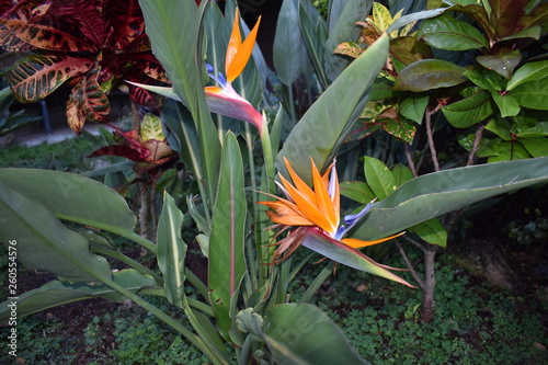 Blooming Bird of Paradise in Jungle surrounded by green foliage after a light summer rain