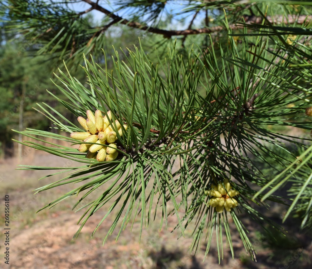Shortleaf pine, Pinus echinata, male pine cones and leaves Shortleaf pine, Pinus echinata, male pine cones and leaves