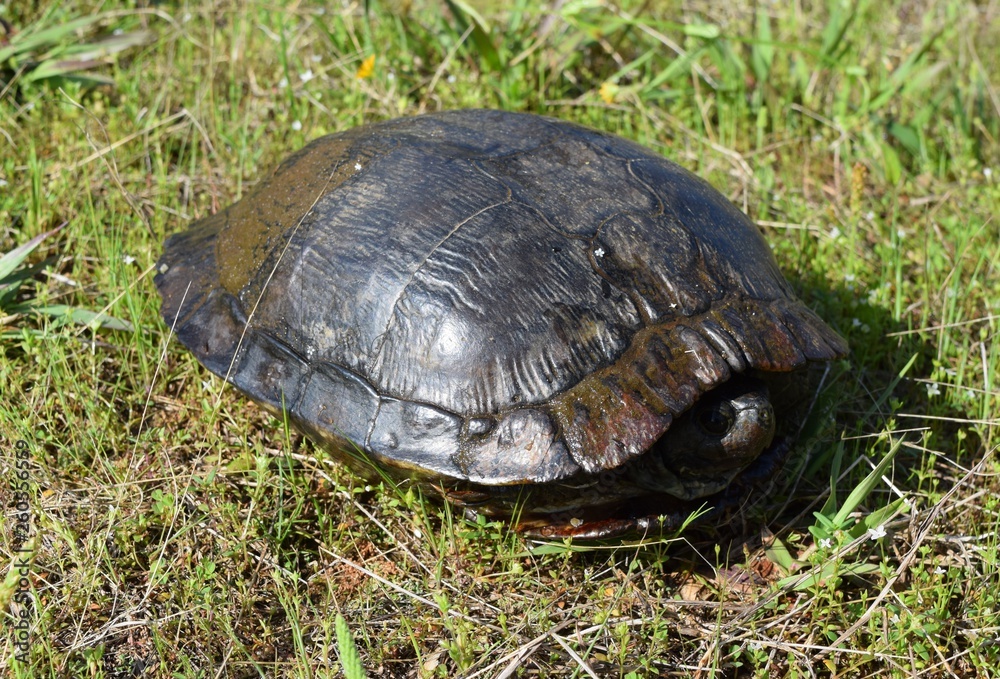 Slider turtle inside shell in Mississippi Slider turtle inside shell in Mississippi