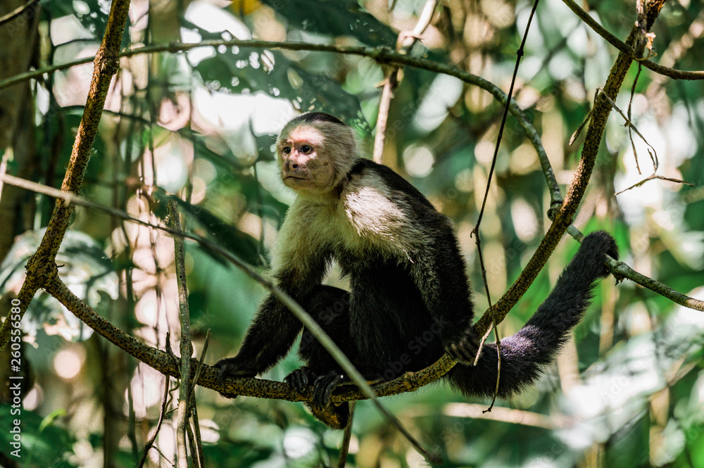 Naklejka premium Singe