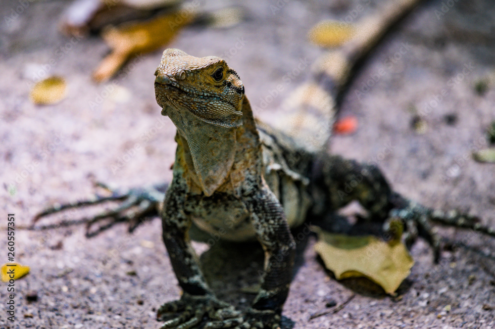 Obraz premium Lézard