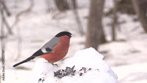 Bullfinches male and female eat seeds. 