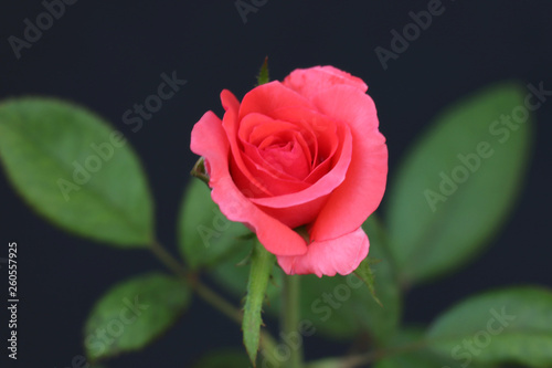 beautiful pink rose bloom.