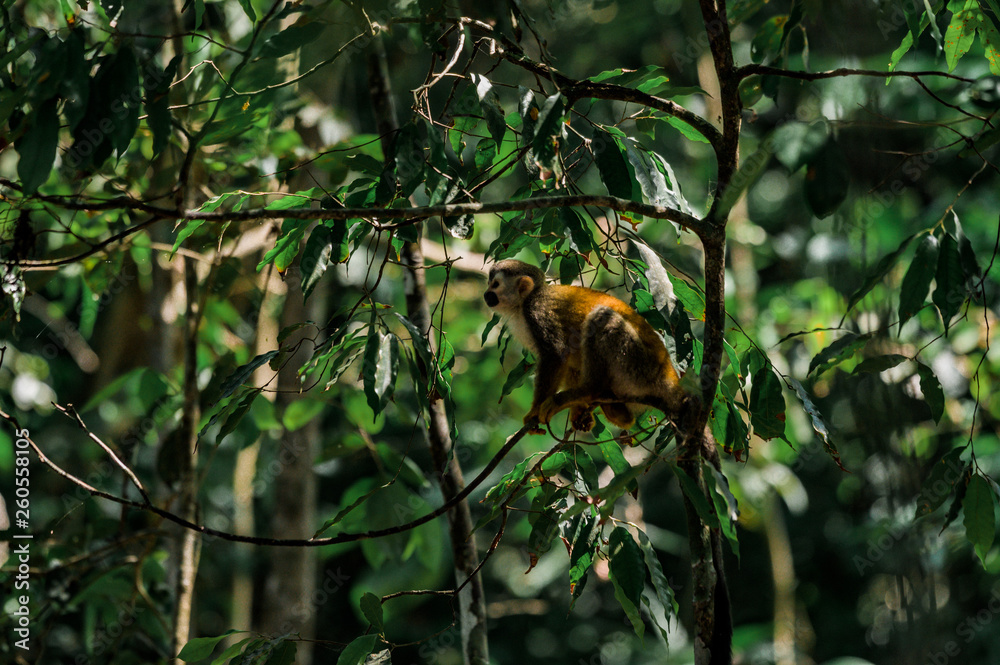 Fototapeta premium Singe