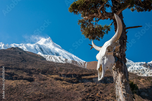 View of snow covered Mount Manaslu  8 156 meters  with yak skull on tree and forest in the foreground in Himalayas  sunny day at Manaslu Glacier in Gorkha District in northern-central Nepal