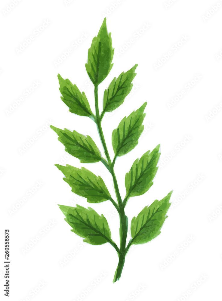 Vector designer elements set collection of green greenery art foliage natural leaves herbs in watercolor style. Decorative beauty elegant illustration for design. Vector designer elements set collection of green greenery art foliage natural leaves herbs in watercolor style. Decorative beauty elegant illustration for design.