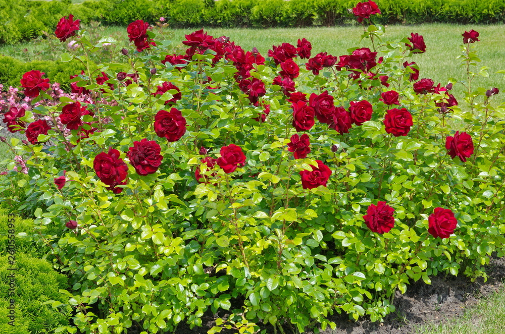 Beautifully blooming red roses
