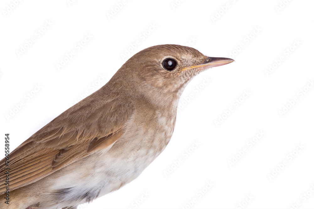 Fototapeta premium portrait nightingale isolated on white