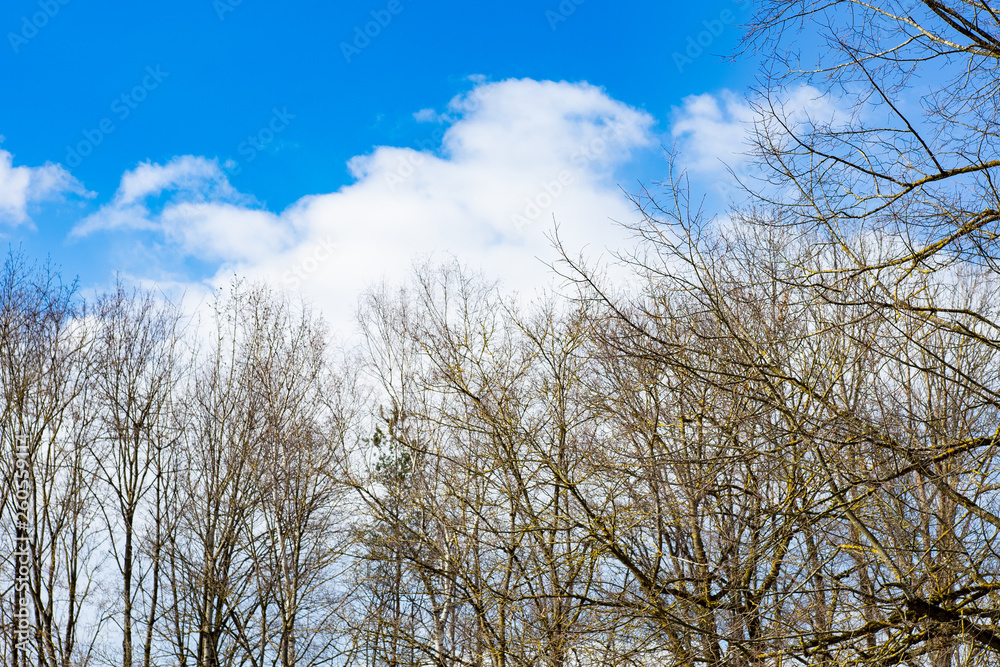 Sky and Trees Sky and Trees