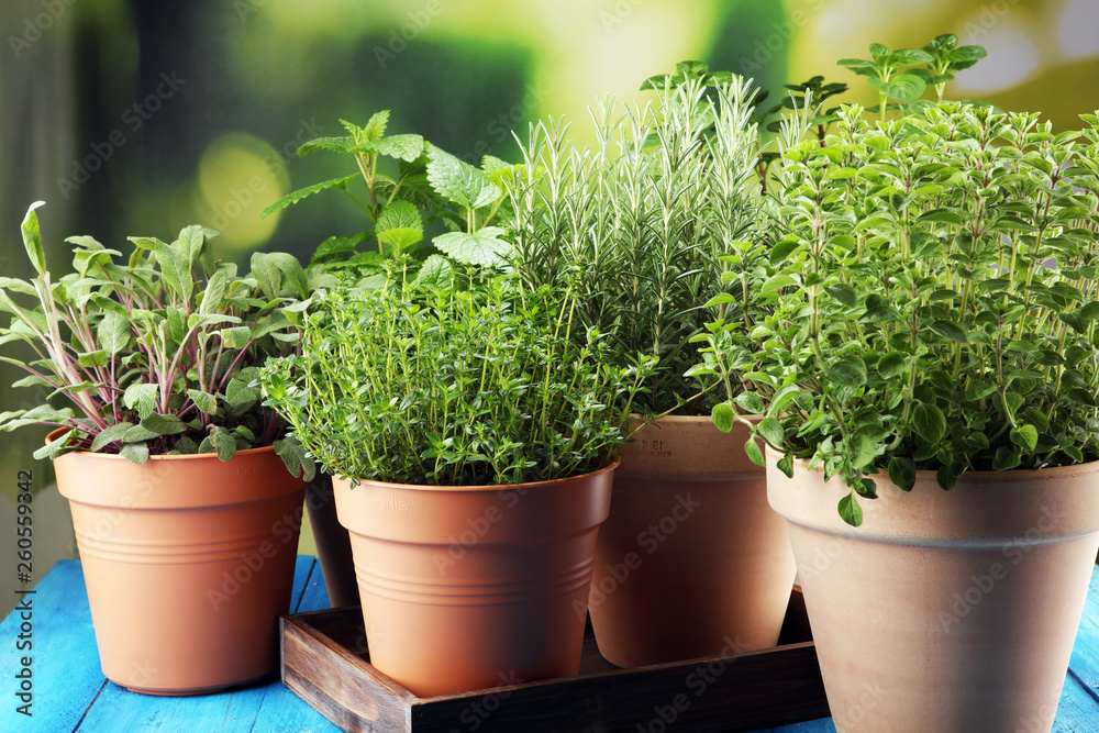 Homegrown and aromatic herbs in old clay pots on rustic background Homegrown and aromatic herbs in old clay pots on rustic background