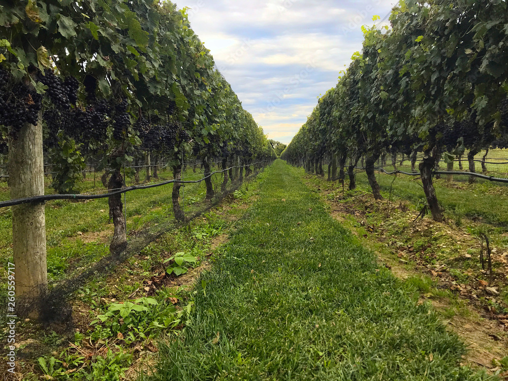 Wine vineyard grapevines