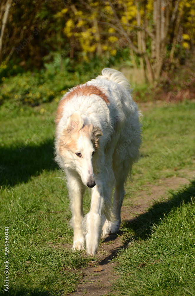 Borzoi comes running towards the camera in a garden. Borzoi comes running towards the camera in a garden.