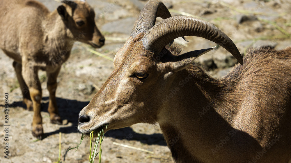 Goat  in zoo