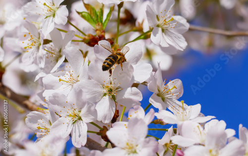 Biene mit Säckchen, sammel Nektar an einer Blüte, vom japanischen Kirschbaum