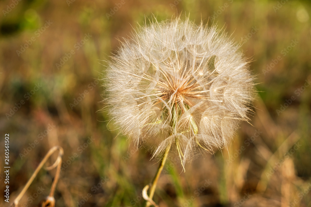 Dandelion's seed head on a blurry background.