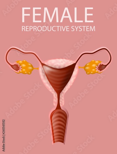 Close Up View of Female Reproductive System Banner