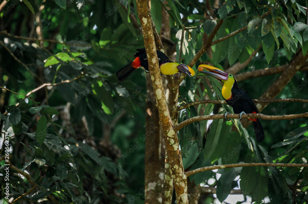 Fototapeta premium Toucan