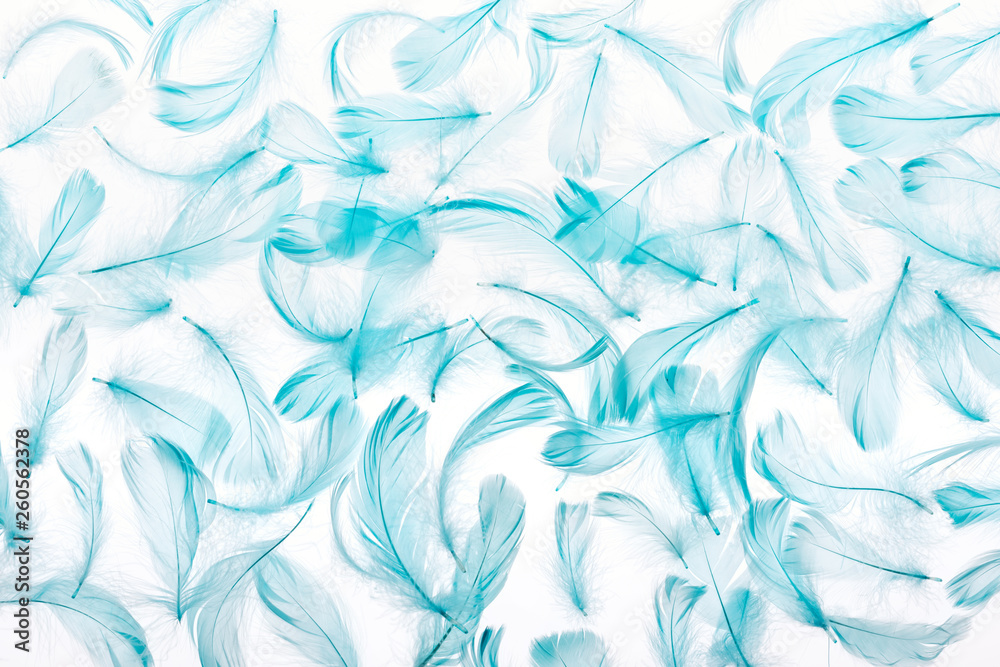 pattern of blue lightweight and fluffy feathers isolated on white