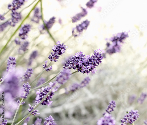 Selective and soft focus on lavender flower  beautiful flowers in flower garden