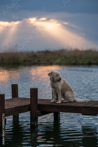 Hund im Sonnenuntergang am Steinhuder Meer